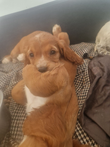 Here are 3 gorgeous little puppies