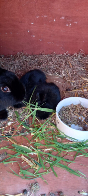 Netherland dwarfs