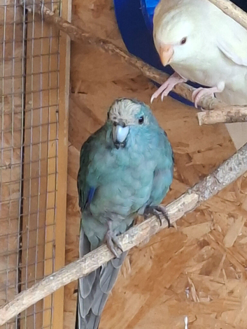 Proven pair of Kakarikis