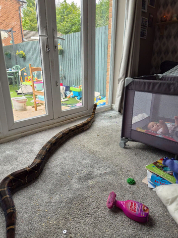 8 to 9 foot boa contrictor