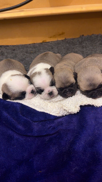 1 Boy Panda Pug Left - KC Registered Pug Puppies ready to leave 31st Oct
