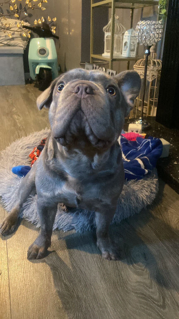 Big rope French bulldaog