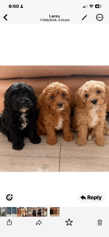 Cavapoo pups
