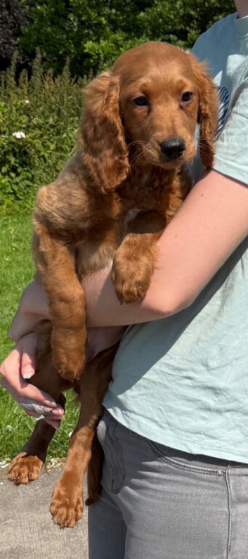 Cavapoo male available