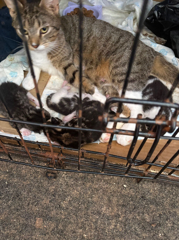 Beautiful kittens for sale