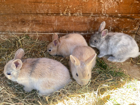 Bunnies