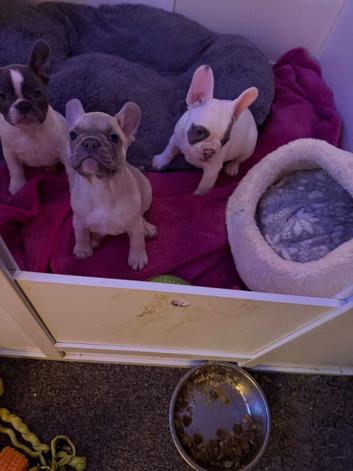 French Bulldog Puppies Ready To Join Loving Families