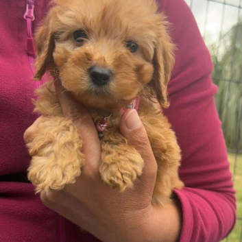 F1 Cavapoo Puppies Bred From Health Tested Parents
