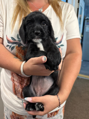 Cockapoo x Shih-Poo puppies