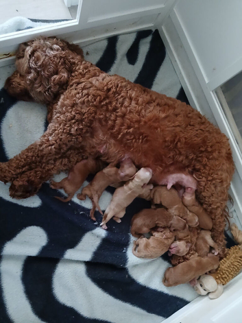 9 cockapoos left