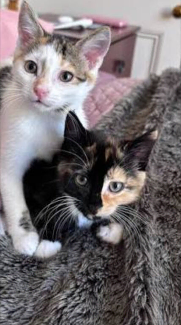 2 loving mixed colour angels free to loving home