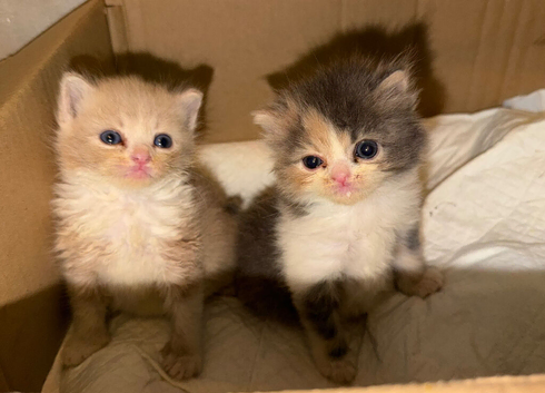 Beautiful Exotic-Type Longhair Kittens