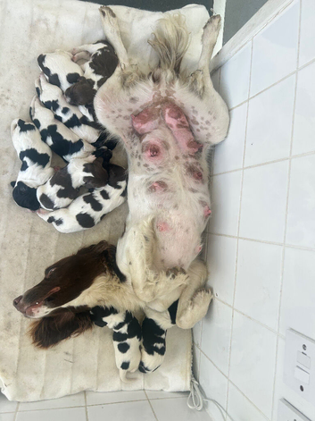 Puppies