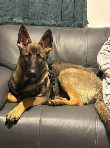 Belgian mali 9 months