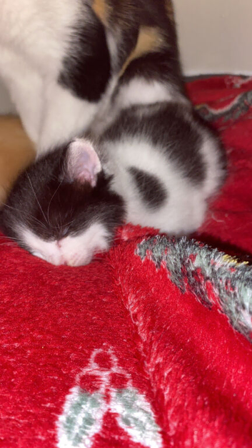 kittens for sale