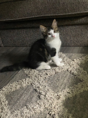 Female kitten for sale