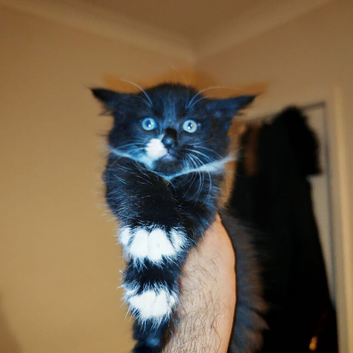 4 beautiful kittens