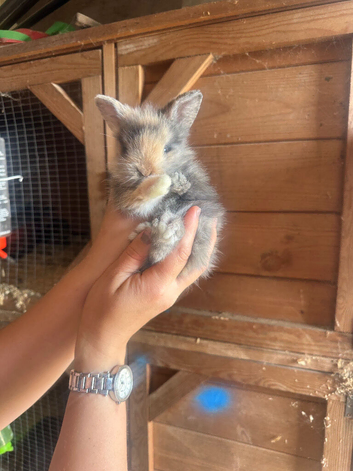 Lionhead double maned super fluffy harlequin girl
