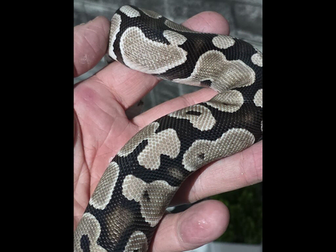 Royal python