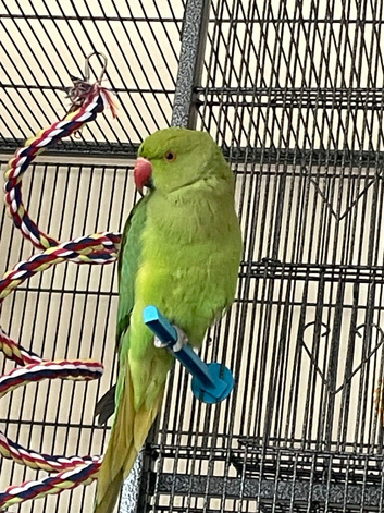 2 INDIAN RINGNECKS FOR SALE