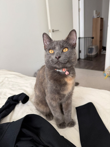 6 month old kitten for sale
