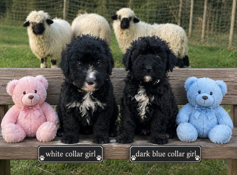 F1 STANDARD BLACK AND WHITE BERNADOODLE GIRL