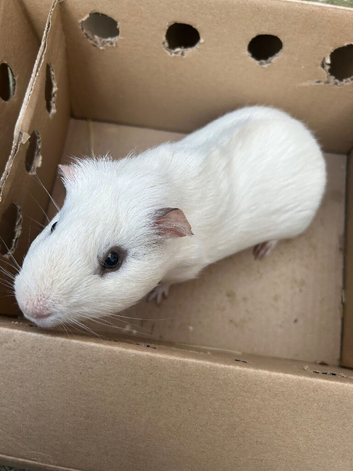 1 adult male guinea pig, 1 female adult pig