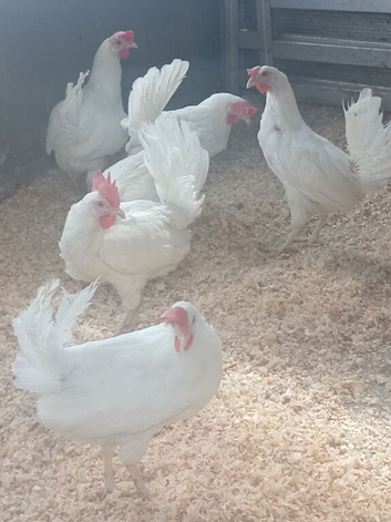 White star laying hens