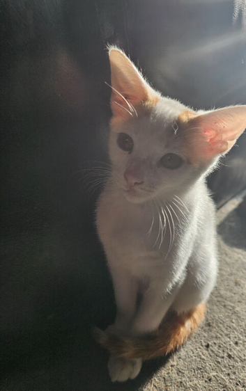 2 lovley kittens ready now