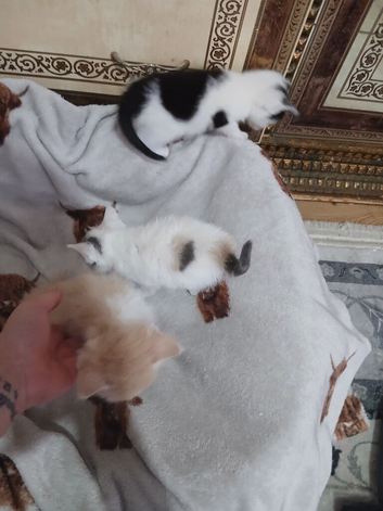 Kittens looking for their forever home