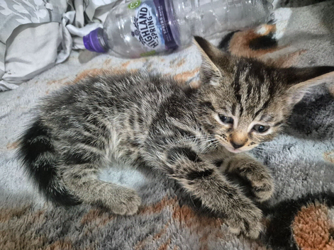 3 girl kittens