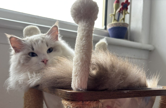 Two last Boys Pedigree Ragdoll Available