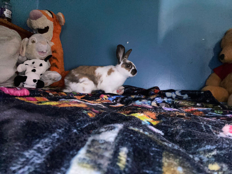 rabbit