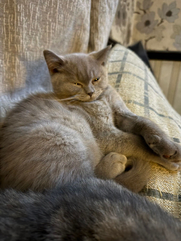 Pedigree British Shorthair
