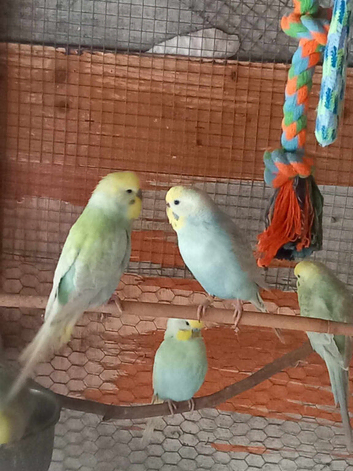 4 adult rainbow budgies for sale