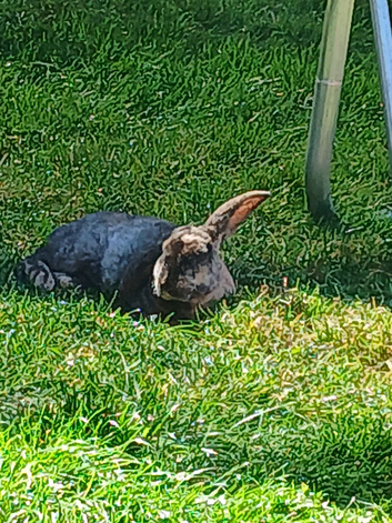 2 bonded male rabbits