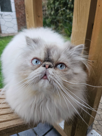 PKD Clear Persian For Stud Duties