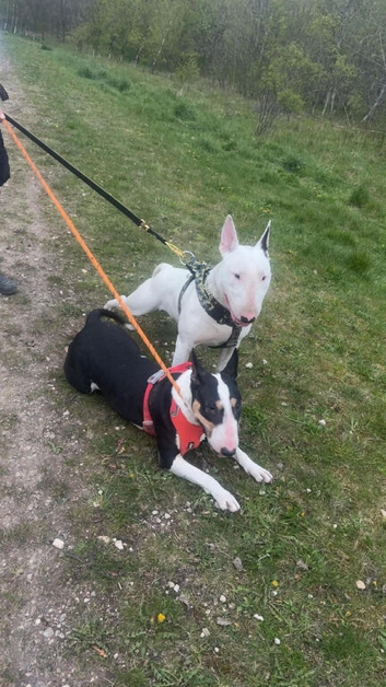 English bull terrier pups