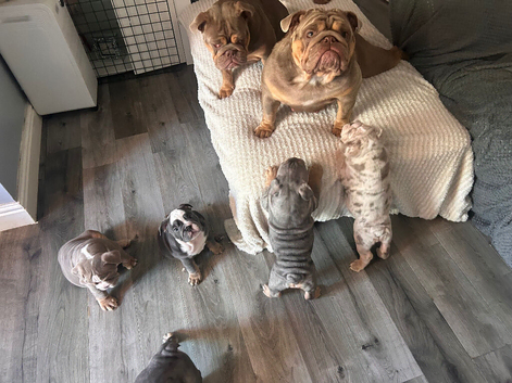 I have 2 beautiful English bull dogs left one boy one girl both kc registered