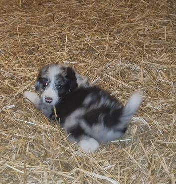 Borderdoodle Puppies