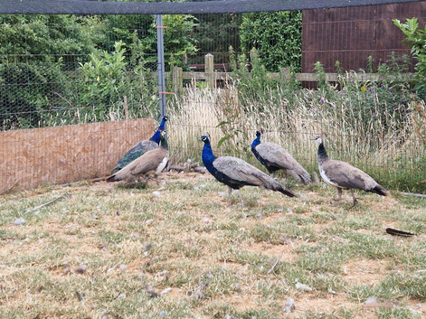 indian blue peafowl