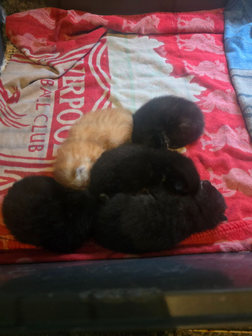 4 kittens