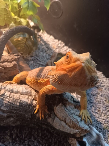 Bearded dragon