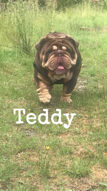 Bulldog stud