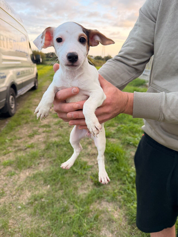 Pure breed Jack Russel puppies