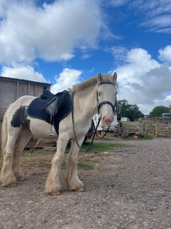 5 year old 12hh gelding cob buddy for sale