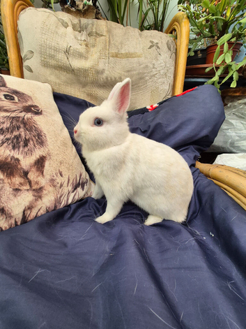 Female Netherland dwarf