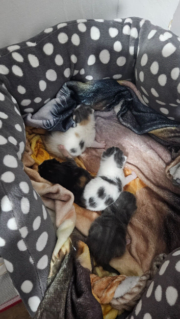 kittens