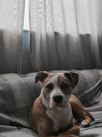 Staff x Bull mastiff for rehoming