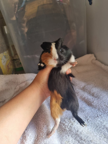 Lovely guinea pigs for sale